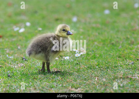 Londra, 8 giugno 2018. Regno Unito meteo: tre cheeky Graylag Goose (Anser anser) pulcini godetevi il loro avventurosa giornata piena di sole e temperature calde, il pascolo in uno di Londra parchi. Credito: Imageplotter News e sport/Alamy Live News Foto Stock