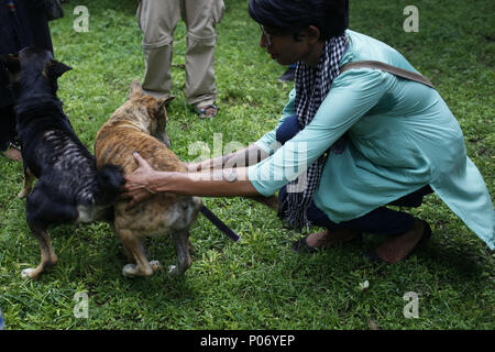 Dacca in Bangladesh. Il 7 giugno, 2018. Dipanwita Ridi, un membro fondatore di gli amanti degli animali del Bangladesh (ALB) provare a dare una vaccinazione di cani di strada a Dhaka. Credito: Md. Mehedi Hasan/ZUMA filo/Alamy Live News Foto Stock