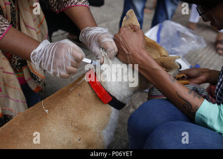 Dacca in Bangladesh. Il 7 giugno, 2018. Gli amanti degli animali del Bangladesh (ALB) organizzare un evento di vaccinazione per salvare i cani randagi a Dhaka. Gli amanti degli animali del Bangladesh è una catena di volontariato per lavori di gruppo per creare preoccupazione per naturali e animali, salvataggio e promuovere malati gli animali randagi, Rifugio natura abbandonare gli animali e dare via** cured & animali sani. Credito: Md. Mehedi Hasan/ZUMA filo/Alamy Live News Foto Stock