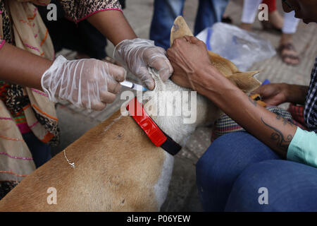 Dacca in Bangladesh. Il 7 giugno, 2018. Gli amanti degli animali del Bangladesh (ALB) organizzare un evento di vaccinazione per salvare i cani randagi a Dhaka. Gli amanti degli animali del Bangladesh è una catena di volontariato per lavori di gruppo per creare preoccupazione per naturali e animali, salvataggio e promuovere malati gli animali randagi, Rifugio natura abbandonare gli animali e dare via** cured & animali sani. Credito: Md. Mehedi Hasan/ZUMA filo/Alamy Live News Foto Stock