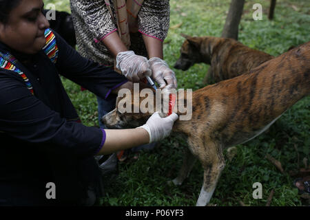 Dacca in Bangladesh. Il 7 giugno, 2018. Dipanwita Ridi, un membro fondatore di gli amanti degli animali del Bangladesh (ALB) provare a dare una vaccinazione di cani di strada a Dhaka. Credito: Md. Mehedi Hasan/ZUMA filo/Alamy Live News Foto Stock