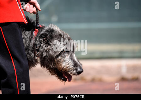 Trooping the Colour 2018. Domhnall, Mascot del 1st Battalion Irish Guards Irish Wolfhound Walking the Mall, Londra, Regno Unito Foto Stock