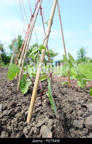 Phaseolus coccineus. Guida giovani piante di fagiolo salendo per canna da telaio di supporto in inglese kitchen garden, REGNO UNITO Foto Stock