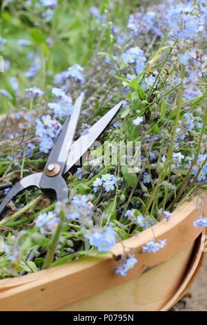 Myosotis. La cancellazione non ti scordar di me fiori (Myosotis), dal confine di un giardino inglese in un trug in tarda primavera, REGNO UNITO Foto Stock