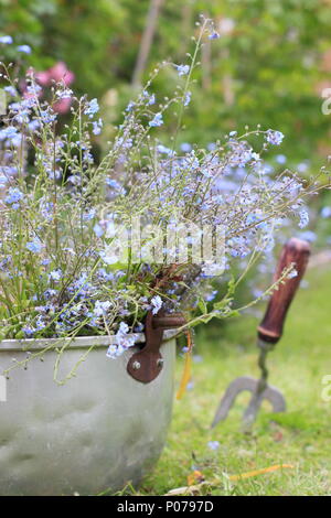 Myosotis. La cancellazione non ti scordar di me fiori (Myosotis), dal confine di un giardino inglese in un vecchio contenitore metallico in tarda primavera, REGNO UNITO Foto Stock