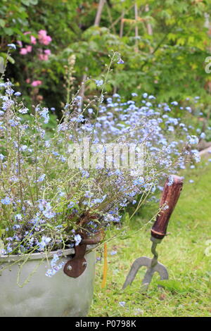 Myosotis. La cancellazione non ti scordar di me fiori (Myosotis), dal confine di un giardino inglese in un vecchio contenitore metallico in tarda primavera, REGNO UNITO Foto Stock