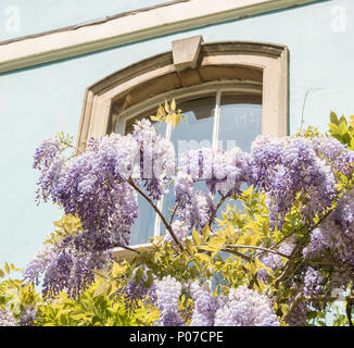 Il Glicine coperto case in Hotwells, Bristol, Regno Unito Foto Stock