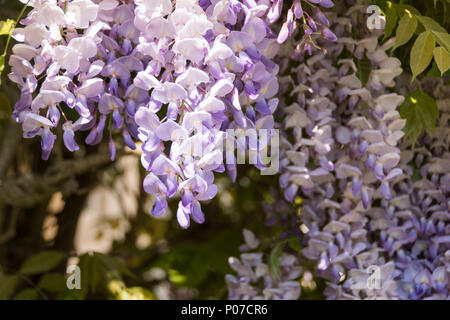Il Glicine coperto case in Hotwells, Bristol, Regno Unito Foto Stock