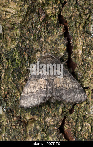 Pappelauen-Zahnspinner, Gluphisia crenata, dusky marrone marmorizzato, dusky marrone marmorizzato moth, La Crénelée, Zahnspinner, Notodontidae, prominents Foto Stock