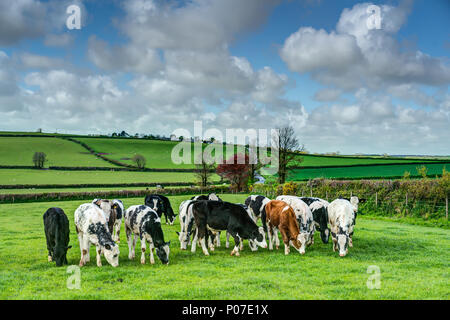 Un paesaggio orizzontale di un piccolo allevamento di giovani lattante croste di pascolare su fresco verde erba sul Cornish farmland in una bella chiara giornata di primavera. Foto Stock