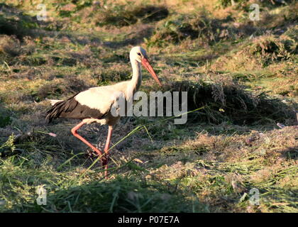 Foto di cicogna solitario in un prato Foto Stock