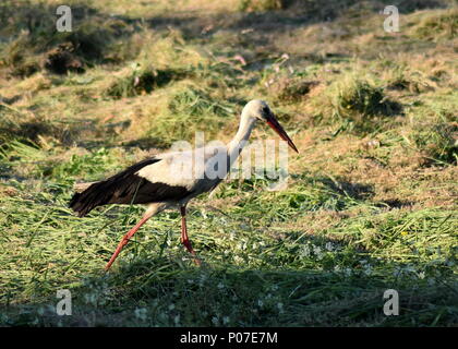 Foto di cicogna solitario in un prato Foto Stock