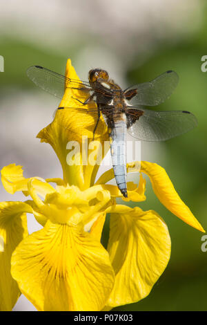 Libellula, ampia corposo chaser, Libellula depressa, maschio, bandiera gialla Iris, Iris pseudacorus, Sussex, Regno Unito, maggio, Foto Stock