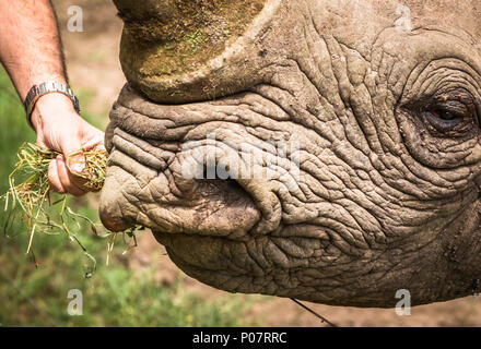 Un addomesticato il rinoceronte nero che si impegna con persone all'Ol Pejeta conservancy. Il suo nome è Baraka e lui ha perso la sua capacità visiva a causa dei combattimenti e cataratta. Foto Stock