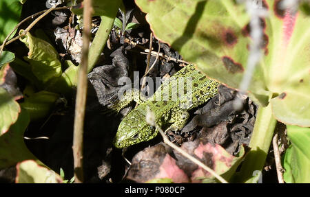 Lizard a Kanas Lake National Park, Xinjiang, Cina Foto Stock