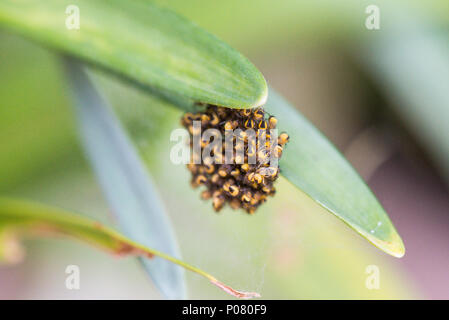 Un cluster di baby giardino europeo ragni (Araneus diadematus) Foto Stock