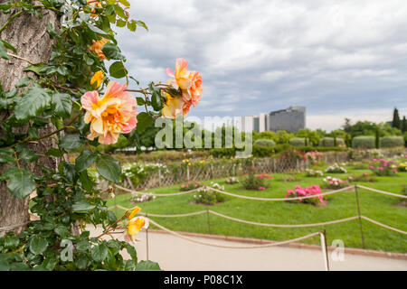 Giardino di Cervantes, il giardino di rose di Les Corts distretto di Barcellona,Spagna. Foto Stock