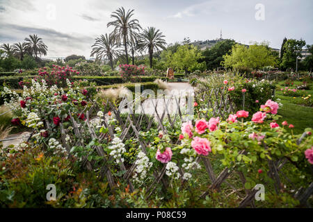 Giardino di Cervantes, il giardino di rose di Les Corts distretto di Barcellona,Spagna. Foto Stock