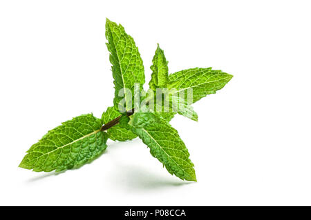 Foglie di menta piperita isolatedon sfondo bianco Foto Stock