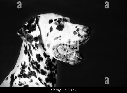 Cane dalmata in studio con sfondo scuro Foto Stock