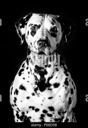 Cane dalmata in studio con sfondo scuro Foto Stock