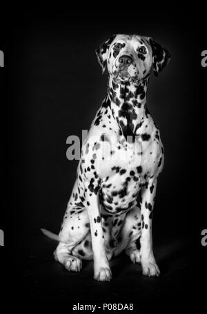 Cane dalmata in studio con sfondo scuro Foto Stock