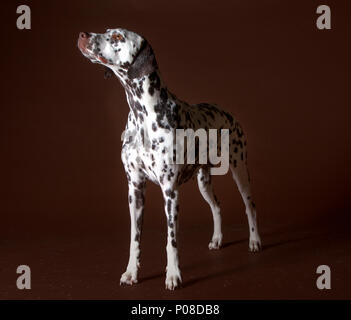 Cane dalmata in studio con sfondo scuro Foto Stock