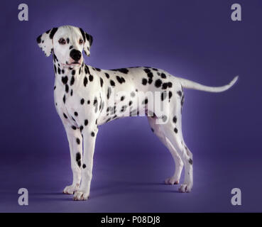 Cane dalmata in studio con sfondo blu Foto Stock