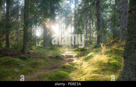 Sonne strahlt auf eine Waldlichtung in Schweden, sun diffondersi attraverso gli alberi nei boschi della Svezia Foto Stock