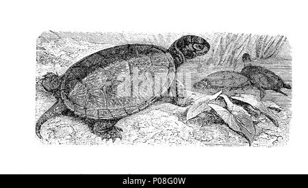 Testuggine palustre, European pond tartaruga, EuropÃ¤ische SumpfschildkrÃ¶te, Emys orbicularis, digitale migliorata la riproduzione di un originale stampa da l'anno 1881 Foto Stock