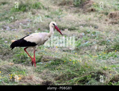 Foto di cicogna solitario in un campo Foto Stock