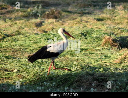 Foto di cicogna solitario in un campo Foto Stock