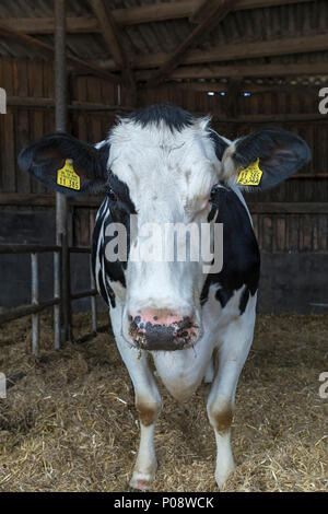 Ritratto di animali di una mucca in un granaio, razza bianco blu belga (Bos taurus), Meclenburgo-Pomerania Occidentale, Germania Foto Stock