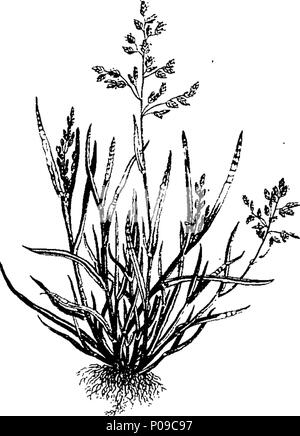 . Inglese: Fleuron dal libro: un una semplificazione della Flora londinensis con piastre di ridotto. 285 Un una semplificazione della Flora londinensis con piastre di ridotto. Fleuron T127865-13 Foto Stock