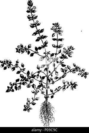 . Inglese: Fleuron dal libro: un una semplificazione della Flora londinensis con piastre di ridotto. 285 Un una semplificazione della Flora londinensis con piastre di ridotto. Fleuron T127865-12 Foto Stock