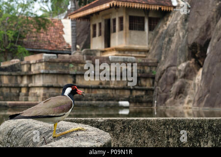 Vihara Isurumuniya, un buddista tempio nella grotta presso la Città sacra di Anuradhapura, Triangolo Culturale, Sri Lanka, Asia Foto Stock