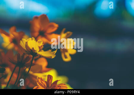 Fiori colorati all'aperto sul tavolo da caffè Foto Stock