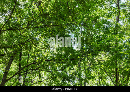 Tettoia di overhead di alberi forestali sulla giornata di sole in primavera. Modello di verde, adatto per lo sfondo, copyspace. Foto Stock