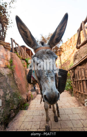 Asino con le orecchie lunghe in un vicolo, Marocco Foto Stock