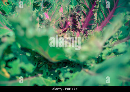 Cavolo decorativo Brassica oleracea ,foglie di vegetale di Brassica oleracea var. acephala Foto Stock