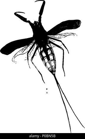 . Inglese: Fleuron dal libro: un epitome della storia naturale degli insetti di Cina: comprendente le figure e le descrizioni di verso l'alto di un centinaio di nuovo e singolare e bella specie; insieme con alcuni che sono di importanza nella medicina, economia domestica, &c. le figure sono disegnate in modo accurato, incise e colorato, da esemplari di insetti; le descrizioni sono disposti secondo il sistema di Linneo; con riferimenti agli scritti di Fabrizio e di altri autori sistematica. Da E. Donovan, autore di storia naturale del British insetti, &c. 317 un epitome della sua naturale Foto Stock