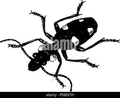 . Inglese: Fleuron dal libro: un epitome della storia naturale degli insetti dell India e le isole nel mare indiano: comprendente verso l'alto di duecentocinquanta le figure e le descrizioni dei più singolari e belle specie, selezionati principalmente da quelli scoperti di recente e che non sono apparsi in opere di qualsiasi precedente autore. Le figure sono disegnate in modo accurato, incise e colorato, da esemplari di insetti; le descrizioni sono disposti secondo il sistema di Linneo; con riferimenti agli scritti di Fabrizio e di altri autori sistematica. Da E. Donovan, Foto Stock