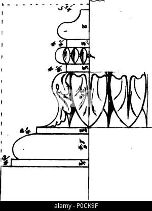 . Inglese: Fleuron dal libro: un supplemento per il costruttore si regola d oro: Incisi su trentaquattro folio di rame-piastre. Da William il dolore, autore del costruttore si regola d'oro, e altri pezzi. 212 un supplemento al costruttore la regola d'oro- incisi su trentaquattro folio di rame-piastre Fleuron n024619-19 Foto Stock