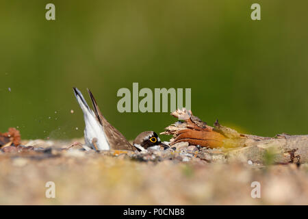 Poco inanellato plover (Charadrius dubius), animale la raschiatura di un foro di nidificazione nella ghiaia, Riserva della Biosfera dell'Elba centrale Foto Stock