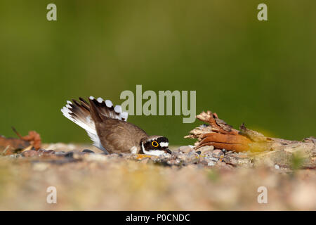 Poco inanellato plover (Charadrius dubius), animale la raschiatura di un foro di nidificazione nella ghiaia, Riserva della Biosfera dell'Elba centrale Foto Stock