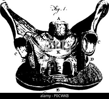 . Inglese: Fleuron dal libro: una serie di tavole anatomiche, con spiegazioni e un abridgment della pratica di ostetricia; con una vista per illustrare un trattato su tale argomento e la raccolta dei casi. Da William Smellie, M. D. 199 una serie di tavole anatomiche Fleuron T134851-4 Foto Stock
