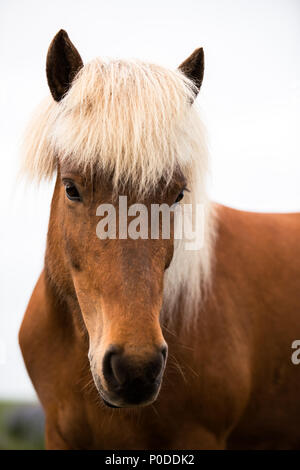 Ritratto di cavallo islandese Foto Stock