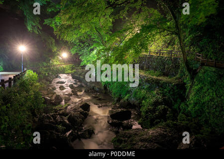 Piccolo fiume che scorre sotto il verde brillante degli alberi di notte Foto Stock