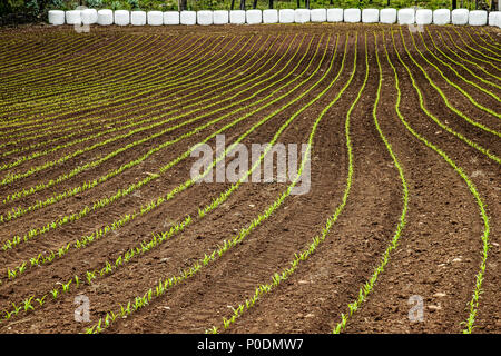 Germinando colture di linee curve Foto Stock