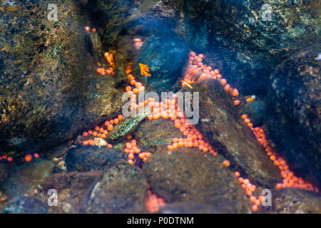 Rosa di uova di salmone a sinistra tra le rocce del Fiume Adams, British Columbia, testimoniano la deposizione delle uova del Pacifico Salmone Sockeye che ha restituito in un evento k Foto Stock